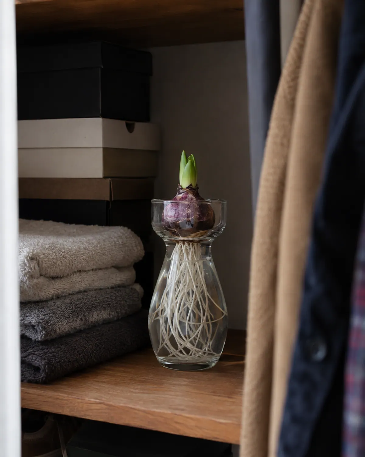Hyacinth bulb in a clear glass forcing vase with long white roots in the water and a short green shoot on top