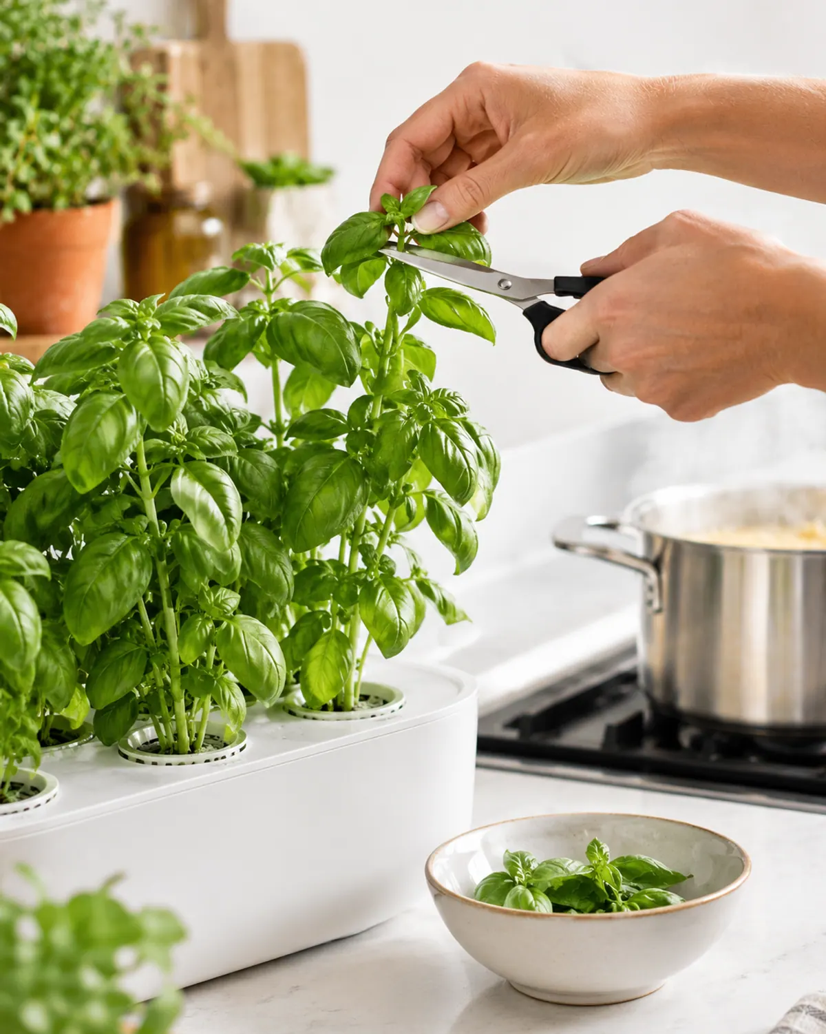 Hand snipping the top leaves of a tall basil plant in a countertop hydroponic garden with kitchen scissors, a bowl of picked basil beside it