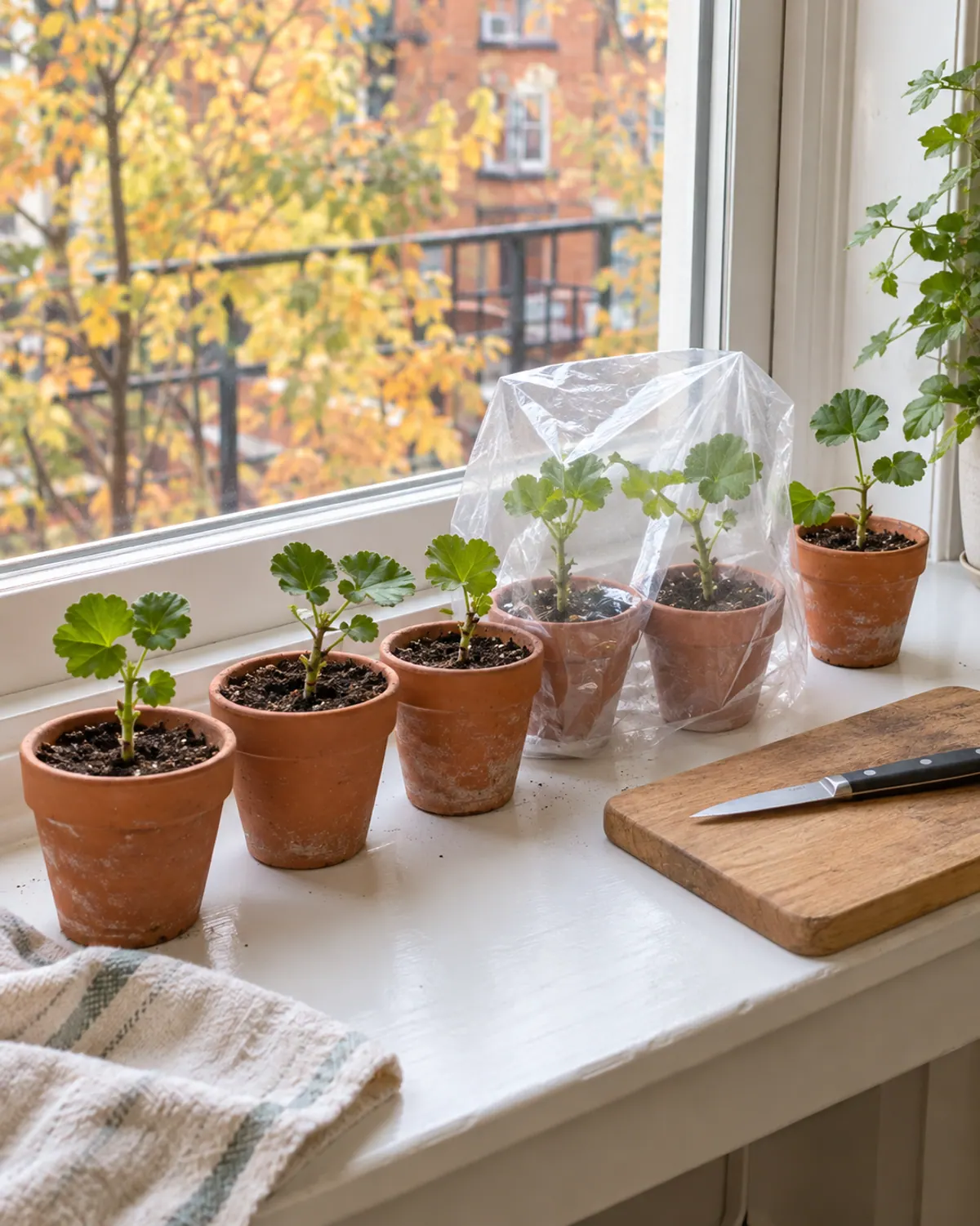 Geranium cuttings rooting in small terracotta pots on a windowsill, a few under a clear plastic bag tent, with a cutting board and knife beside them