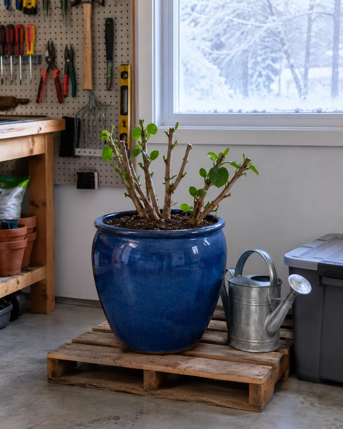 A mandevilla in a large glazed blue pot cut back to short woody stems, stored on a wooden pallet in a cool attached garage in winter
