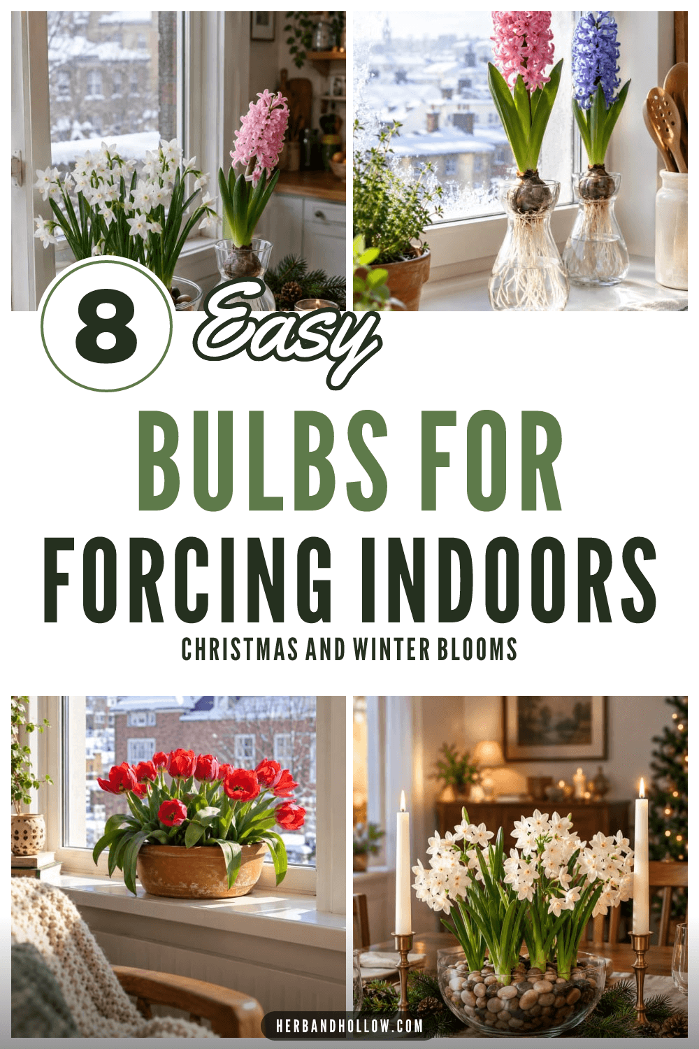 Pinterest pin with four photos of forced bulbs: paperwhites and a pink hyacinth on a snowy windowsill, hyacinths in forcing vases, red tulips in a pot and a paperwhite centerpiece, with the text 8 Easy Bulbs for Forcing Indoors.